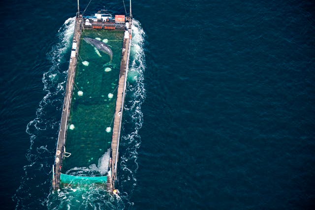 EUR-GEN ALEMANIA-BALLENA RESCATADA