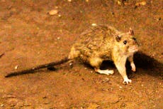 OMS: Presunto brote de hantavirus en un crucero en el océano Atlántico causa 3 muertes