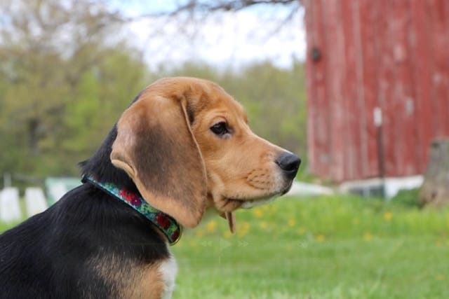 WISCONSIN-PERROS RESCATADOS