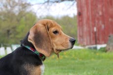 1.500 beagles tendrán nuevas vidas tras ser retirados de centro de investigación