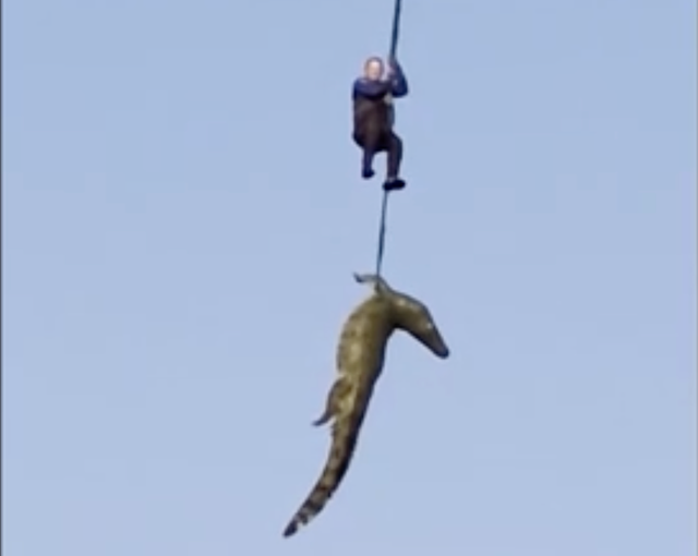 <p>El momento en que la policía capturó al cocodrilo  </p>