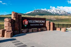 Ataque de oso hiere a 2 excursionistas en el Parque Nacional Yellowstone