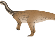 Nuevo dinosaurio en China aclara evolución de herbívoros gigantes