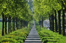 Estudio: los árboles contrarrestan la mitad del calor urbano mundial, pero no donde más se necesita