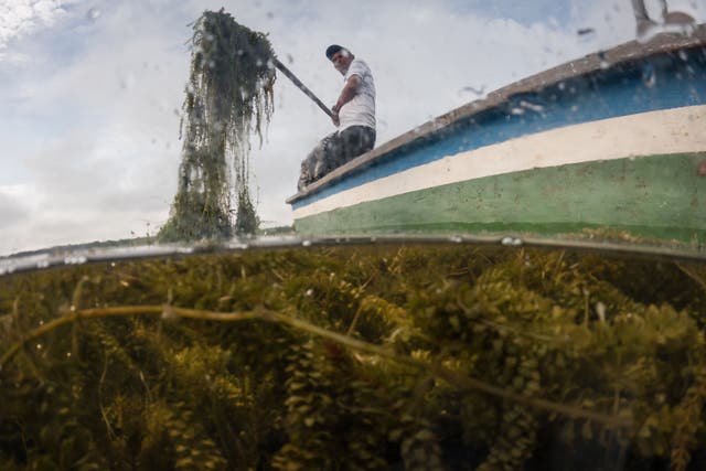 COLOMBIA PLANTAS INVASORAS