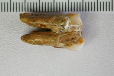 Surgen nuevas pistas del homo erectus a partir del estudio de dientes fosilizados