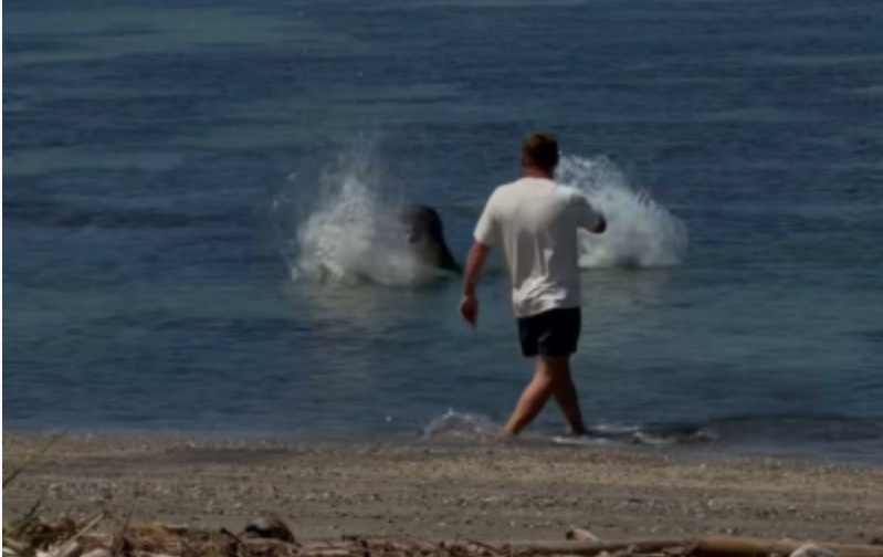 Lani, la foca, se irguió cuando la piedra cayó al agua
