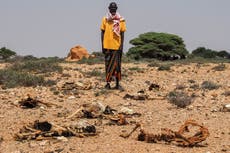 Somalia sufre otra sequía mortal. Esta vez falta la mayor parte de la ayuda humanitaria