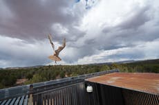 Búho rescatado de una mezcladora de cemento en Utah vuelve a volar en libertad