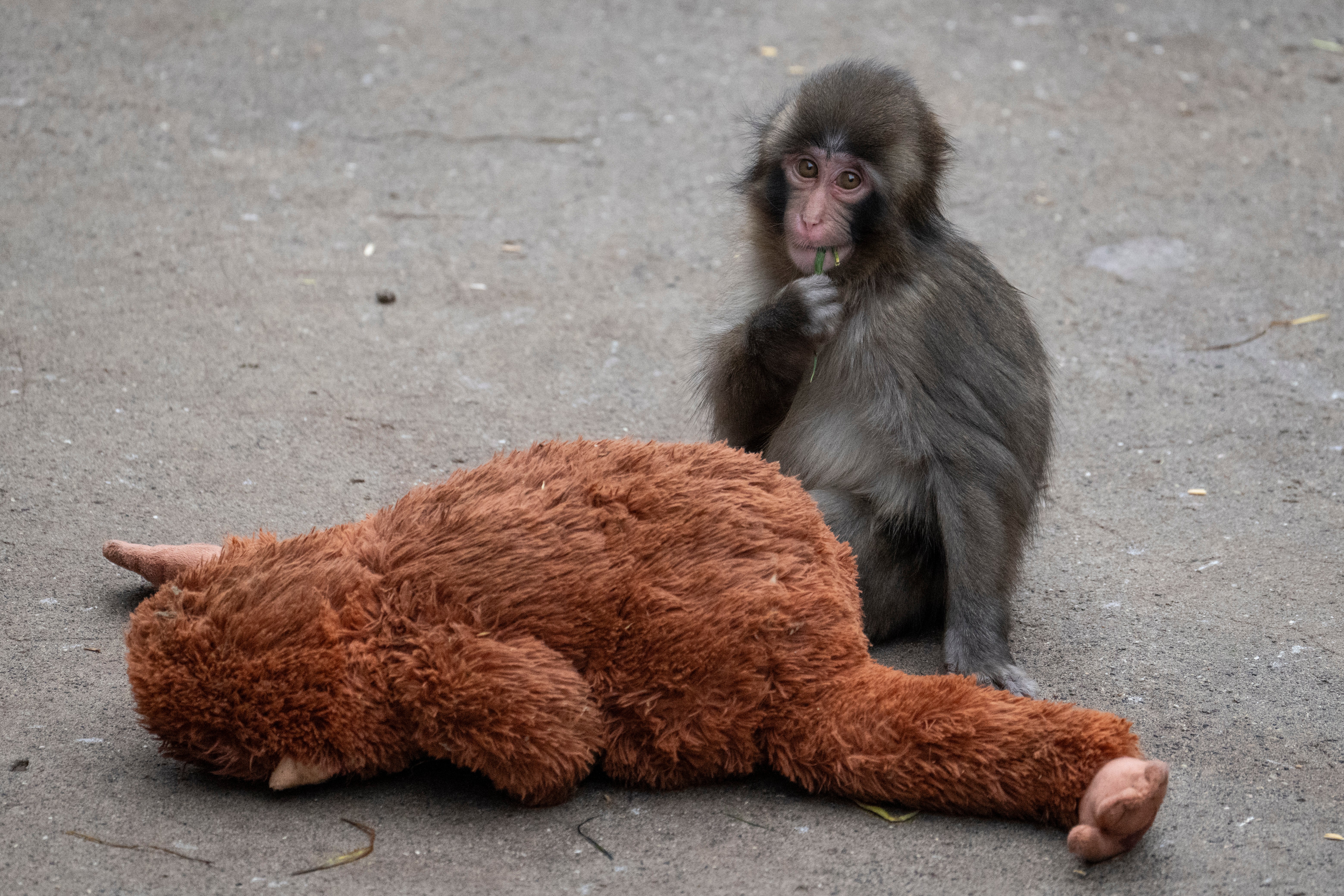 El pequeño macaco Punch se ganó a un montón de fans gracias a su amistad con un orangután de peluche