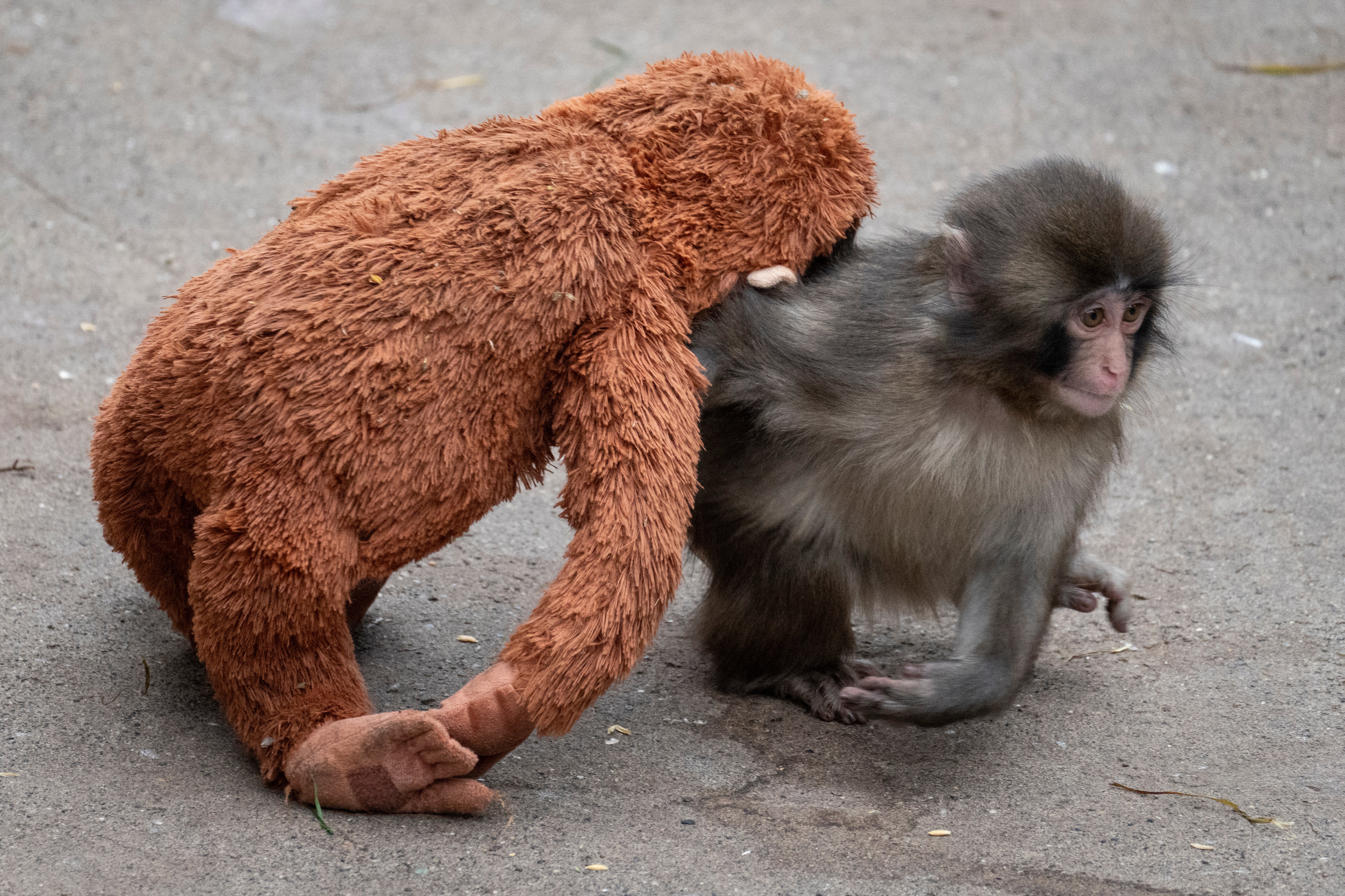 <p>Punch, un macaco japonés macho de siete meses que fue abandonado por su madre poco después de nacer, arrastra un peluche de orangután en el zoológico de la ciudad de Ichikawa</p>