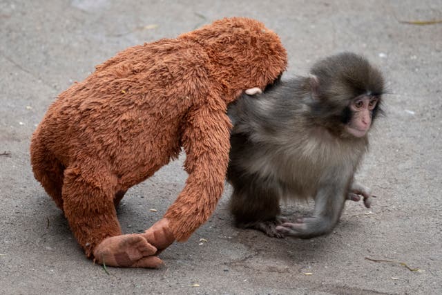 <p>Punch, un macaco japonés macho de siete meses que fue abandonado por su madre poco después de nacer, arrastra un peluche de orangután en el zoológico de la ciudad de Ichikawa</p>
