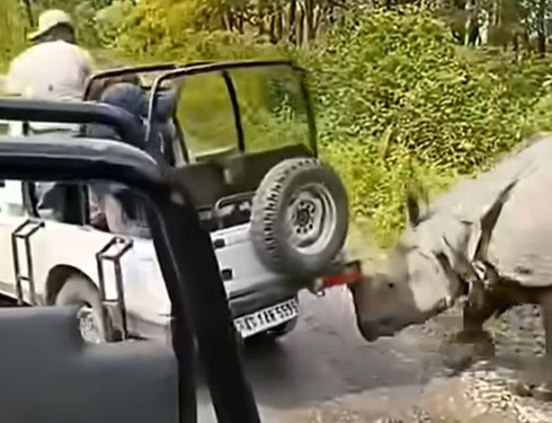 <p>Rinoceronte atacando un jeep en Assam</p>