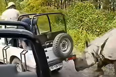 Un rinoceronte intenta volcar un jeep en un safari de India