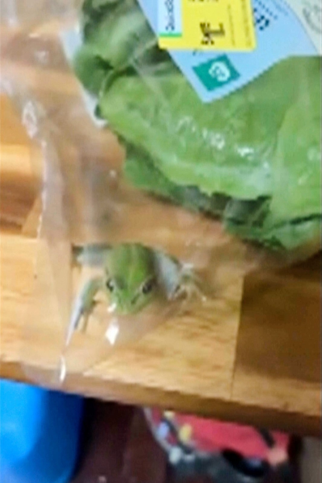 AUSTRALIA-UNA RANA EN LA ENSALADA
