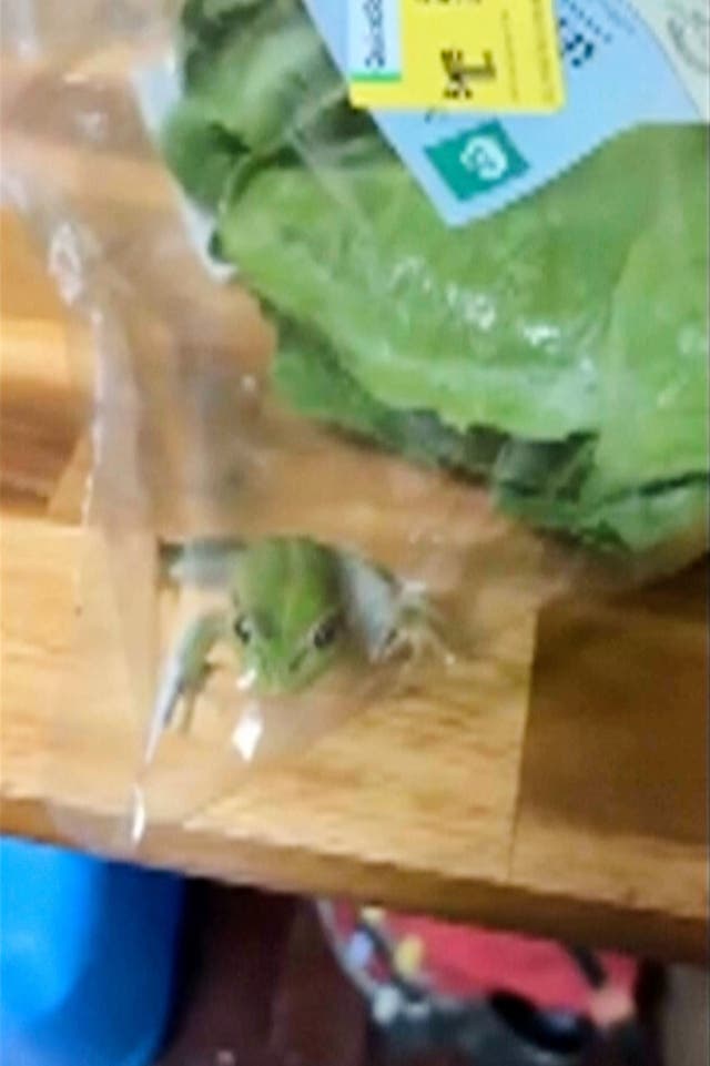 AUSTRALIA-UNA RANA EN LA ENSALADA