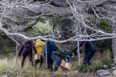 Investigadores argentinos inician caza de roedores para detectar origen del brote de hantavirus