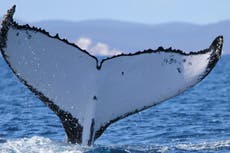 Dos ballenas jorobadas baten récords al nadar entre Australia y Brasil