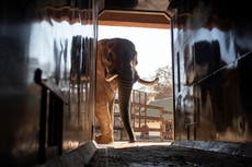 Grupos dicen que 3 elefantes de zoo sudafricano están deprimidos y presentan demanda para moverlos