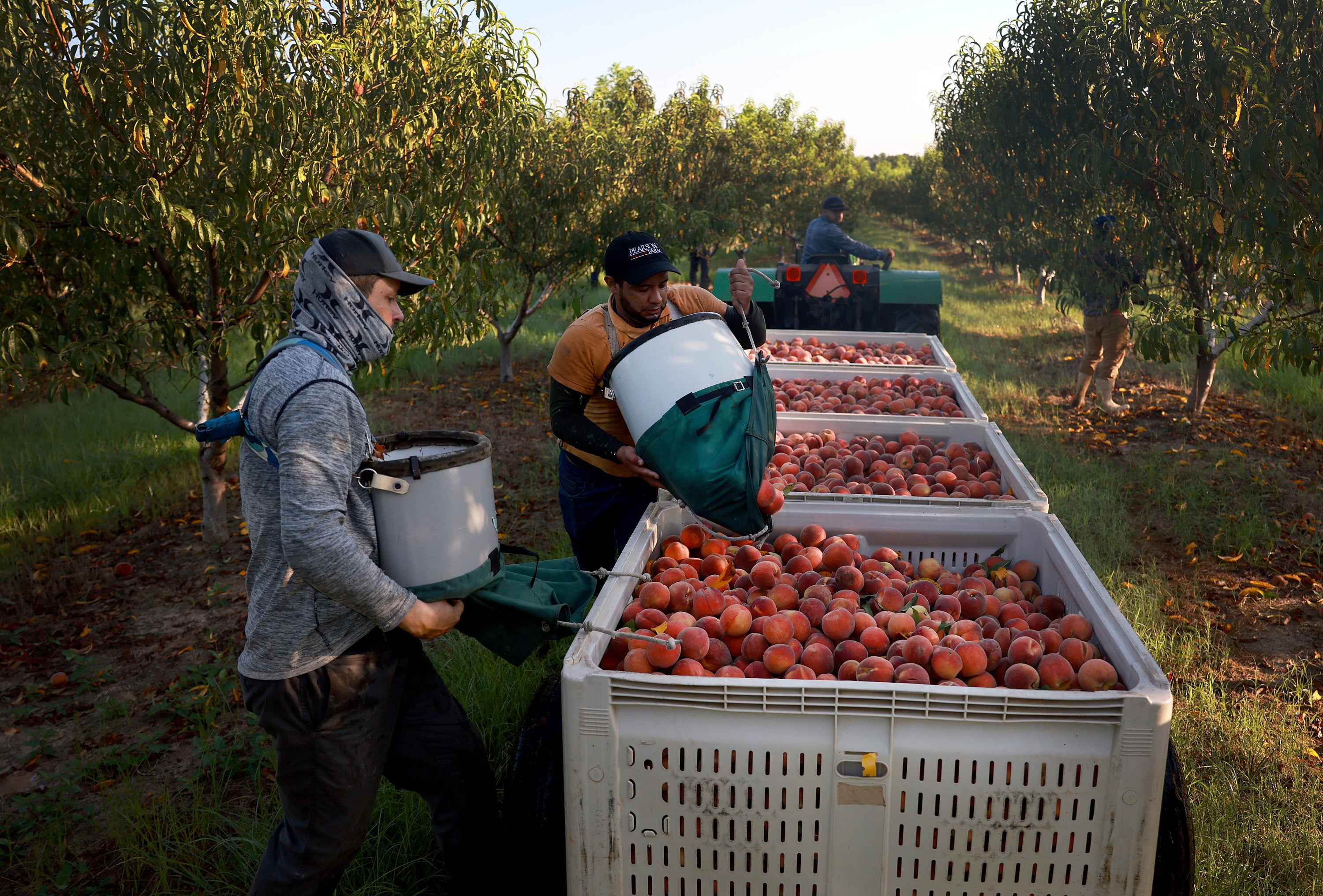 Trabajadores llenan cajas de duraznos en un huerto de Fort Valley, Georgia, en julio de 2023. Casi el 99 % de las muestras de duraznos estaban contaminadas con residuos de plaguicidas