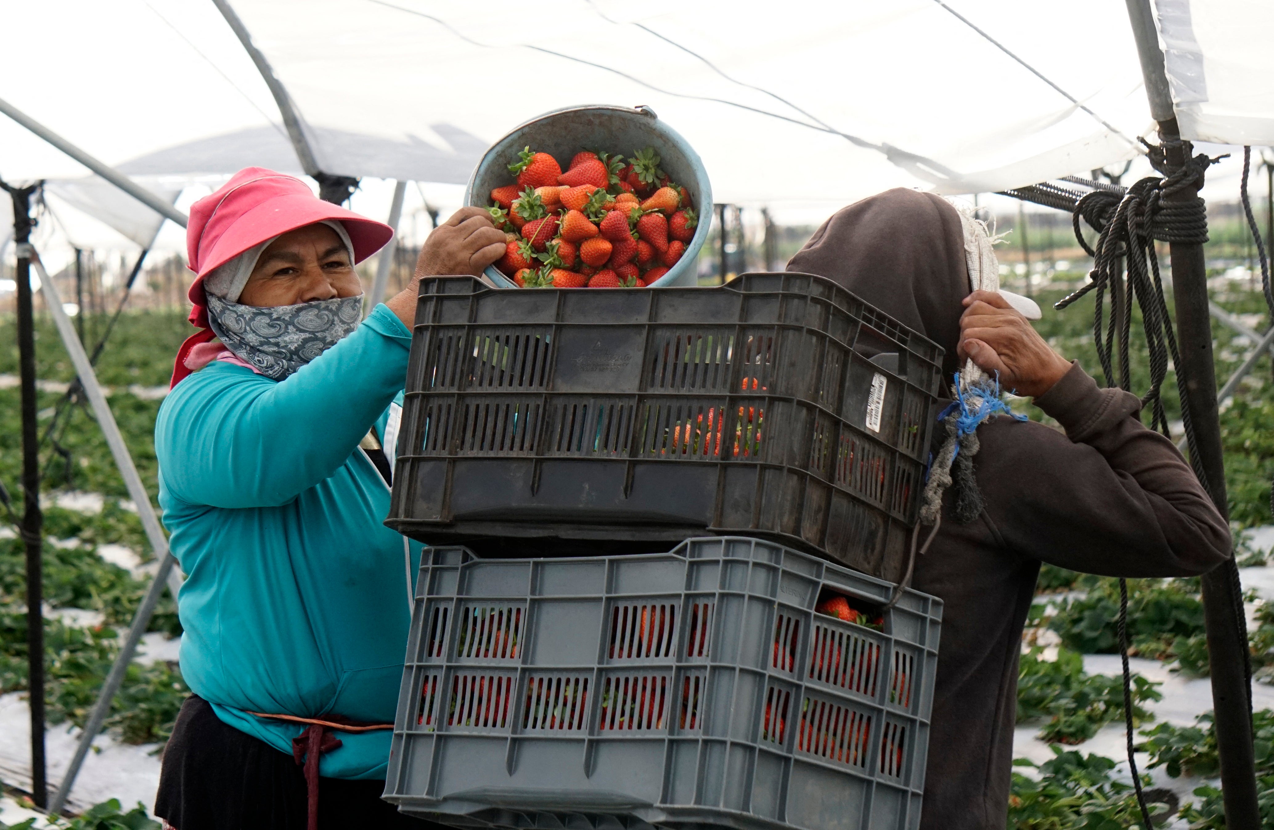 En febrero de 2025, unos trabajadores cosechan fresas en Irapuato (México) para su exportación a Estados Unidos. Según un nuevo informe, varias frutas muy populares en Estados Unidos contienen trazas de pesticidas nocivos y productos químicos persistentes