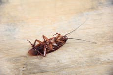 El auge del “partido de las cucarachas”: jóvenes se desahogan con este insecto