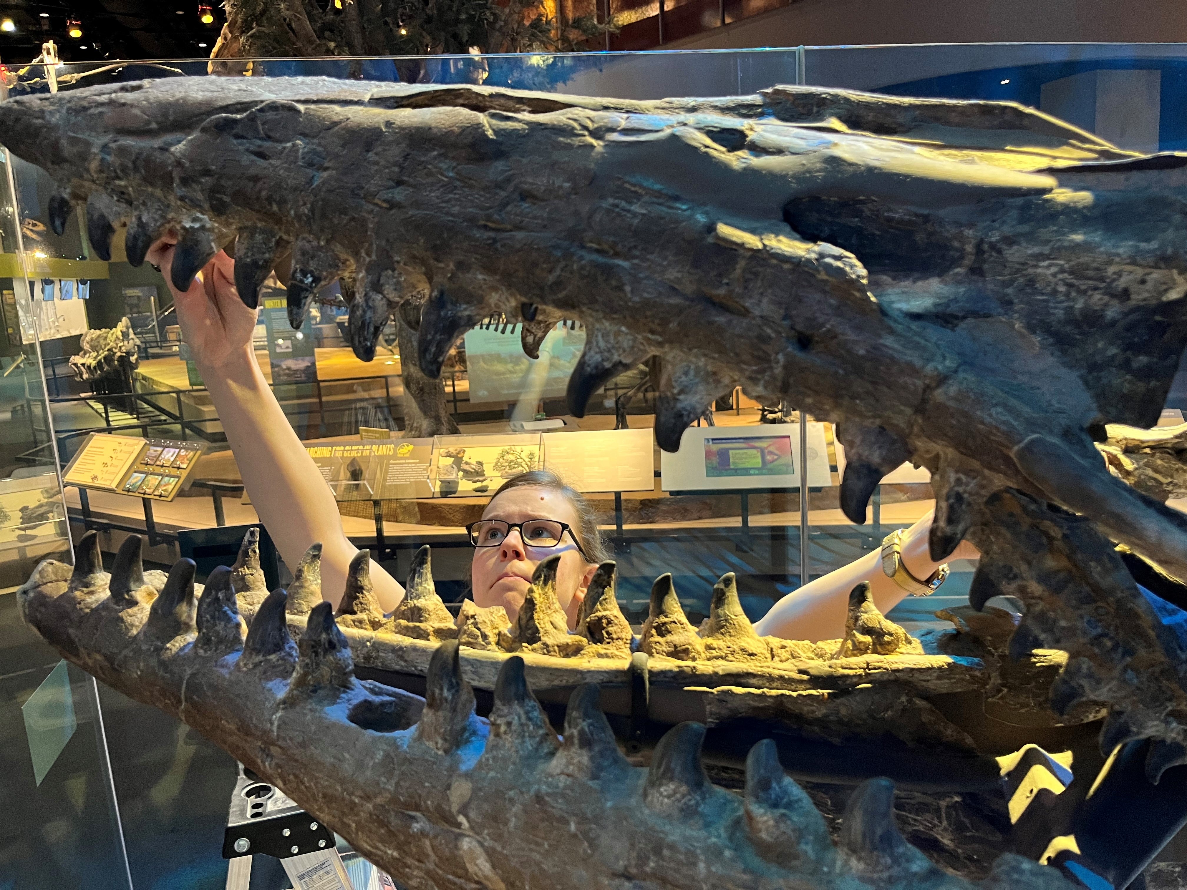 <p>La especie de dinosaurio marino alcanzaba los 13 metros de longitud</p>