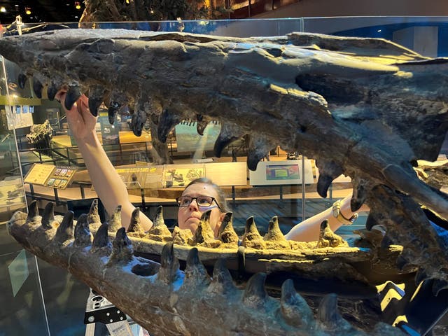 <p>La especie de dinosaurio marino alcanzaba los 13 metros de longitud</p>