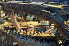 El nuevo “T-rex del mar” superaba en tamaño a los tiburones blancos