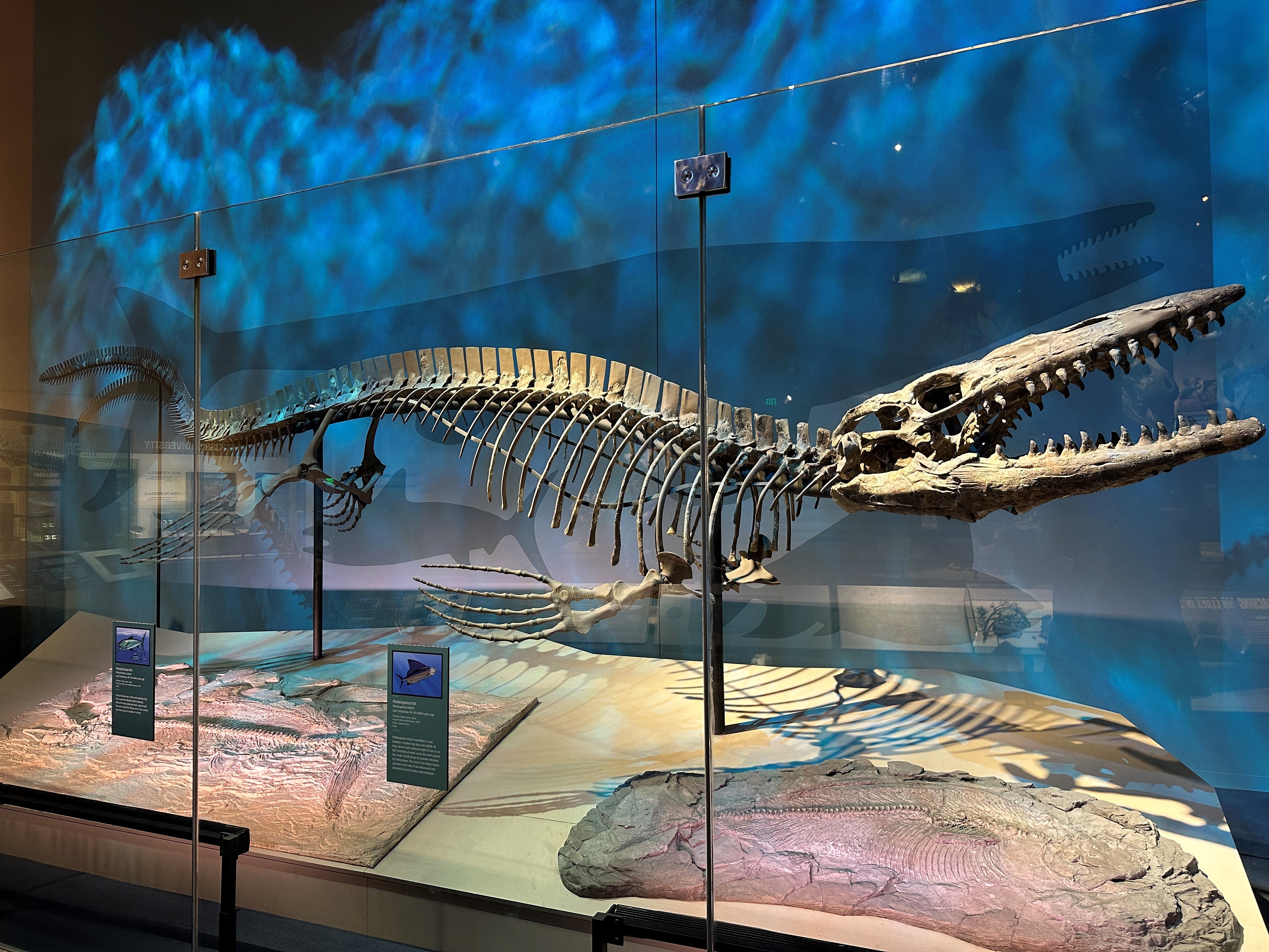 Esqueleto holotipo de ‘Tylosaurus rex’