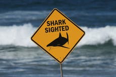 Muere un pescador en el 2do ataque mortal de tiburón en una semana en Australia