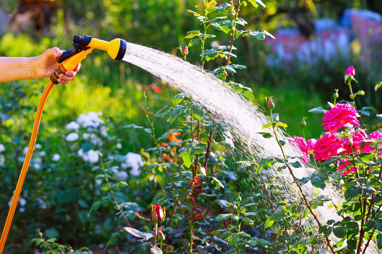 Aprender técnicas de jardinería puede ser un pasatiempo que te ayude a mejorar tu salud cerebral