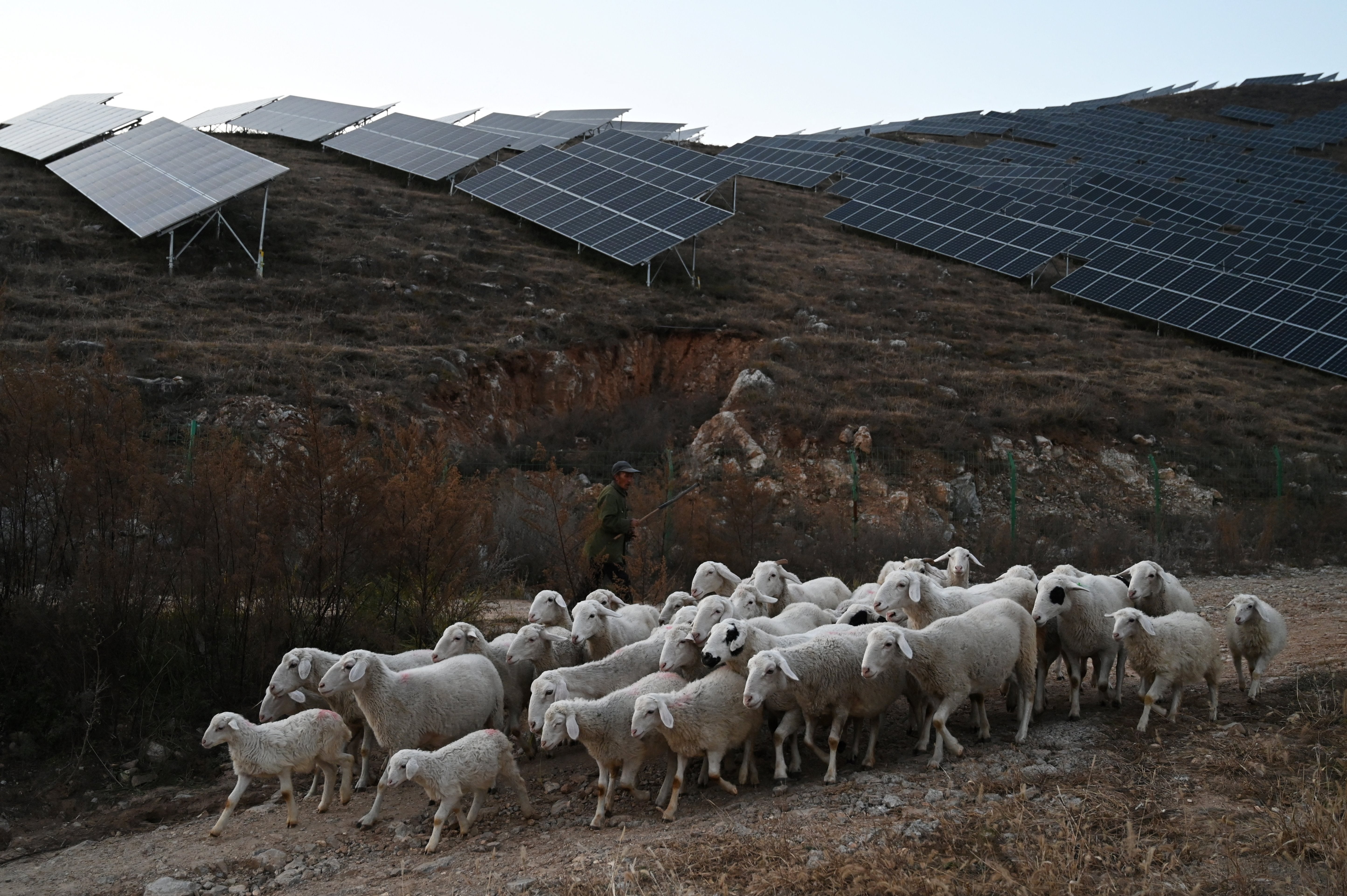 Ovejas pastan cerca de paneles solares en una colina del poblado de Huangjiao, en Baoding, provincia china de Hebei, al norte del país