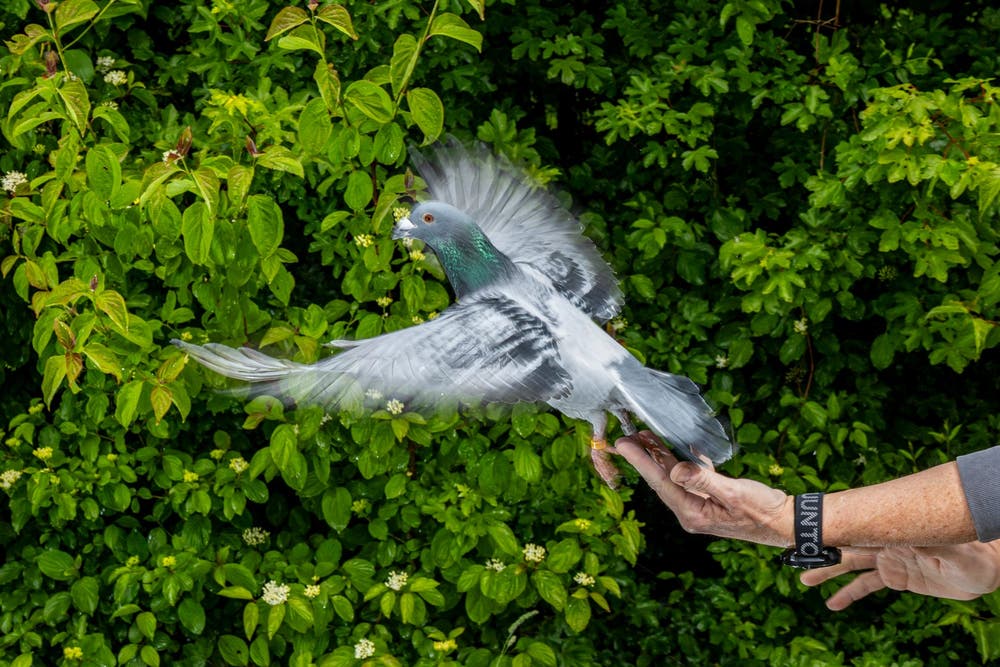 PALOMAS-ORIENTACI%C3%93N_83393