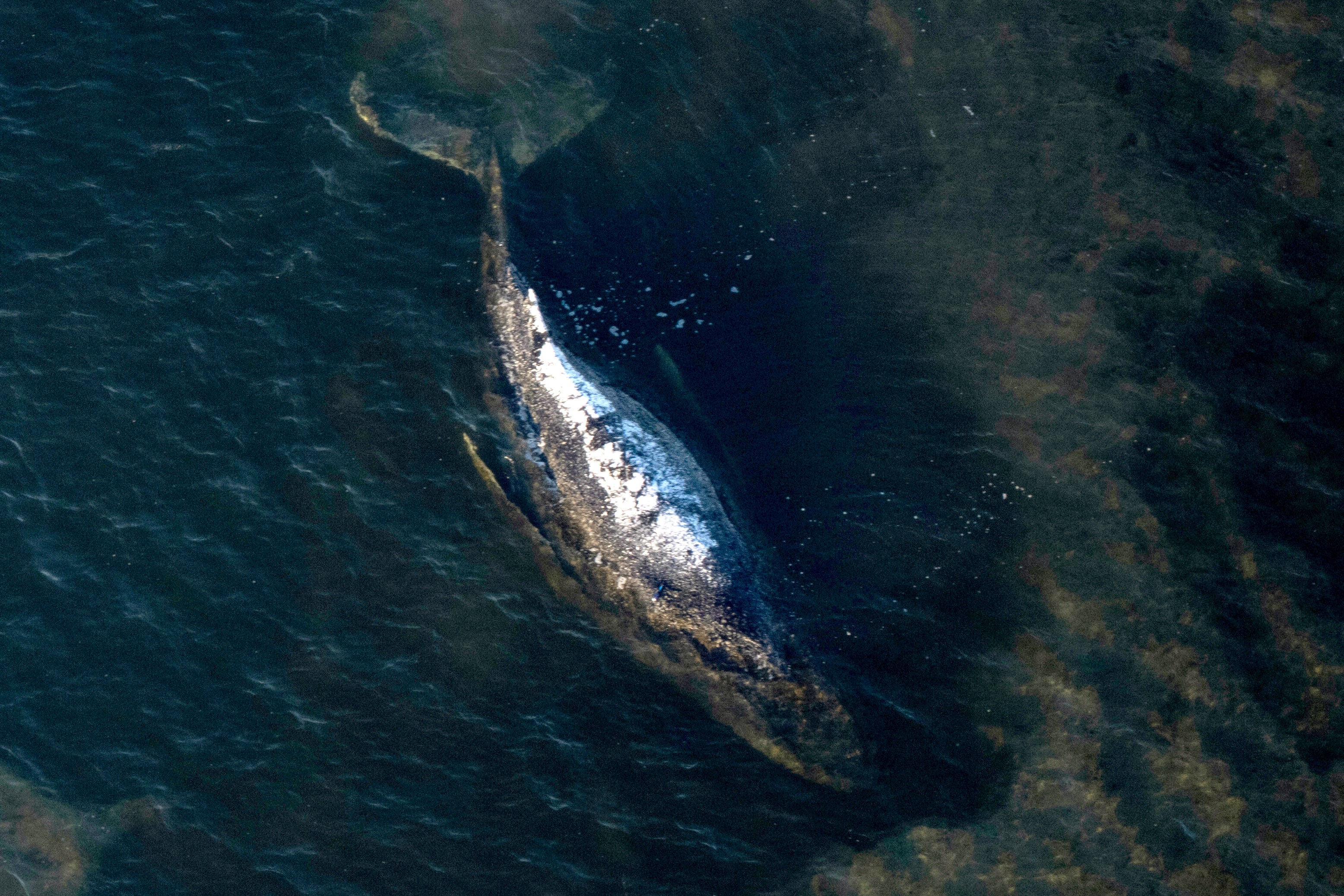 DINAMARCA BALLENA