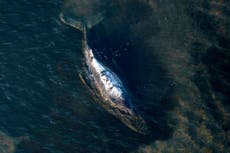 Transportan cadáver de ballena a Dinamarca tras intento fallido de rescatarla
