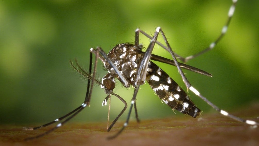 Esta imagen muestra un mosquito Aedes albopictus ; estos mosquitos transmiten los virus del dengue, el zika y el chikunguña