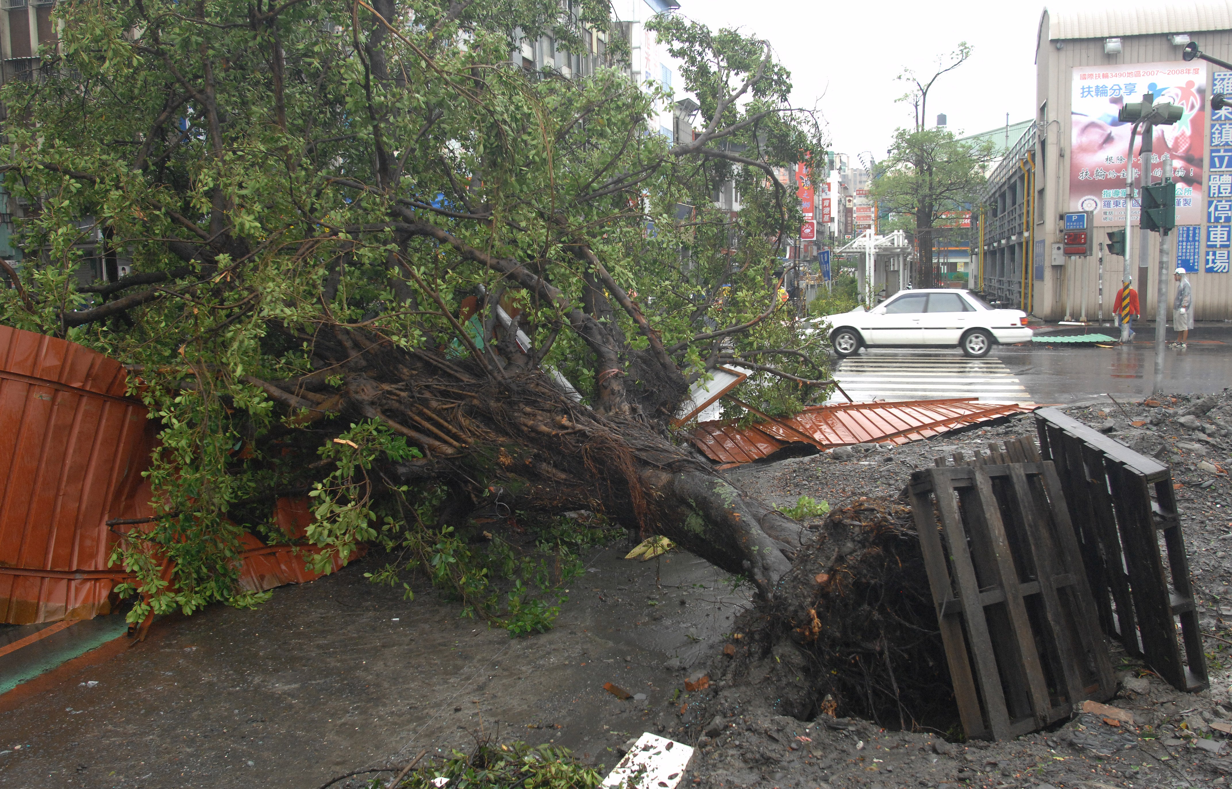 Un árbol arrancado de raíz yace en el suelo tras haber sido derribado por el tifón Jaigmi en Luotung, una localidad del condado de Ilan, en el noreste de Taiwán