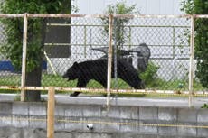 Oso hiere a cuatro personas en zona residencial de Japón