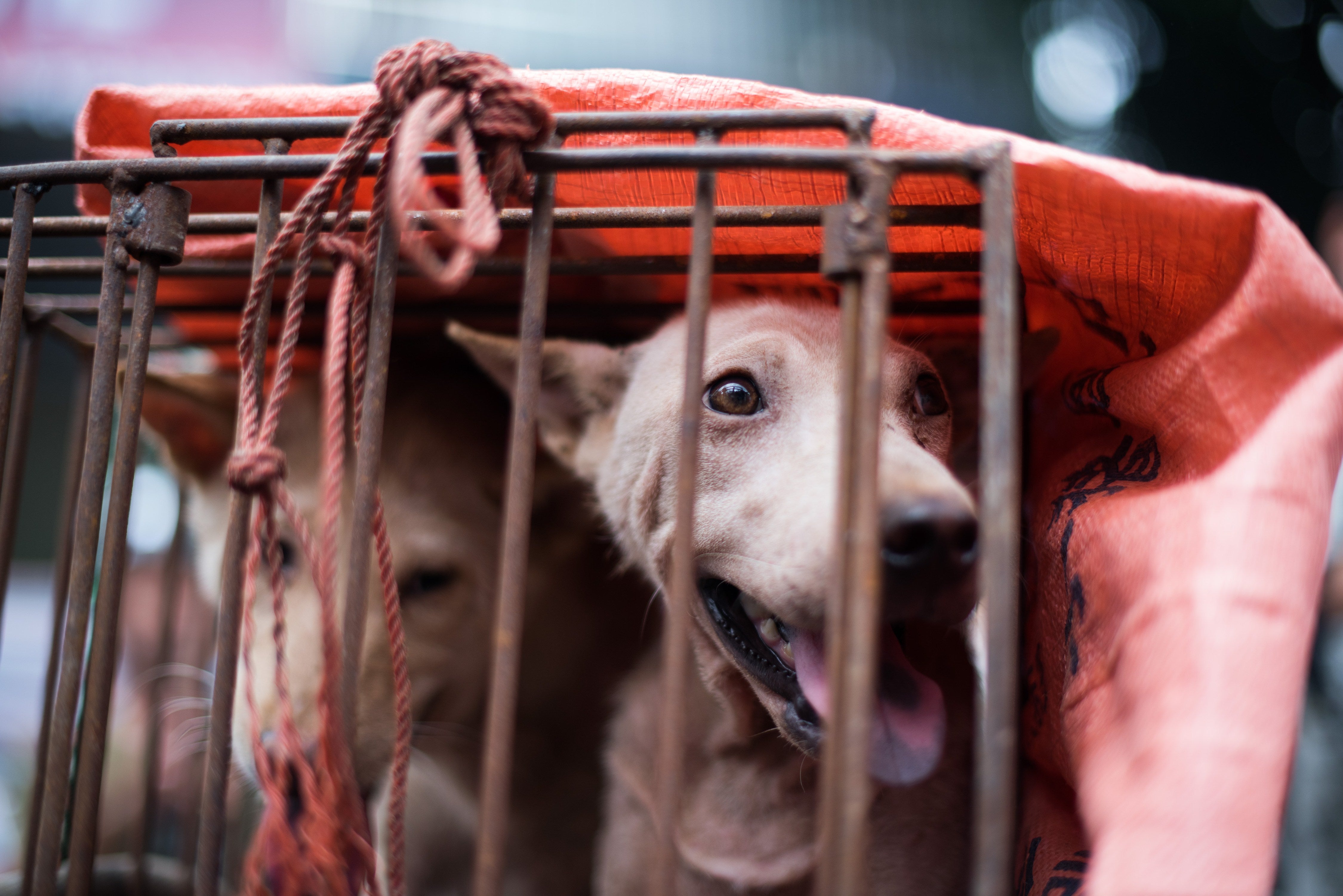 Se dice que cada año se sacrifican millones de perros en China para el consumo humano (foto de archivo)