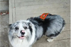 Un famoso border collie con 1,5 millones de seguidores fue robado y comido