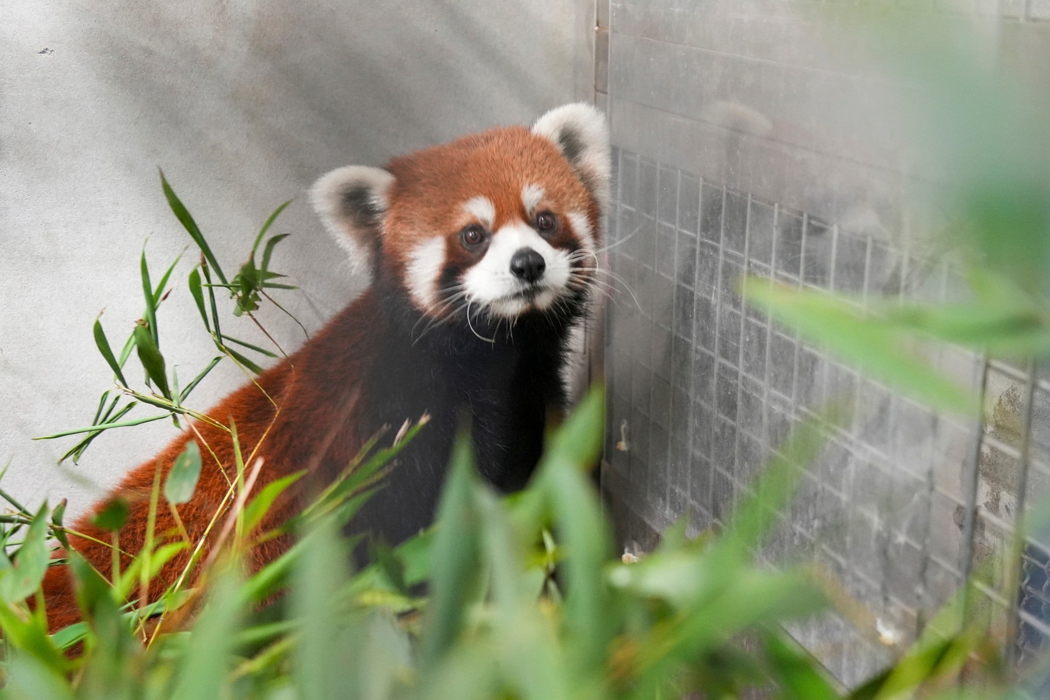 TAIWAN CHINA OSOS PANDA