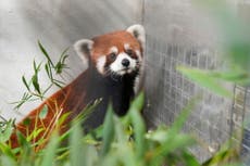 Zzoológico de Taiwán recibe pandas rojos de China, los primeros en más de una década