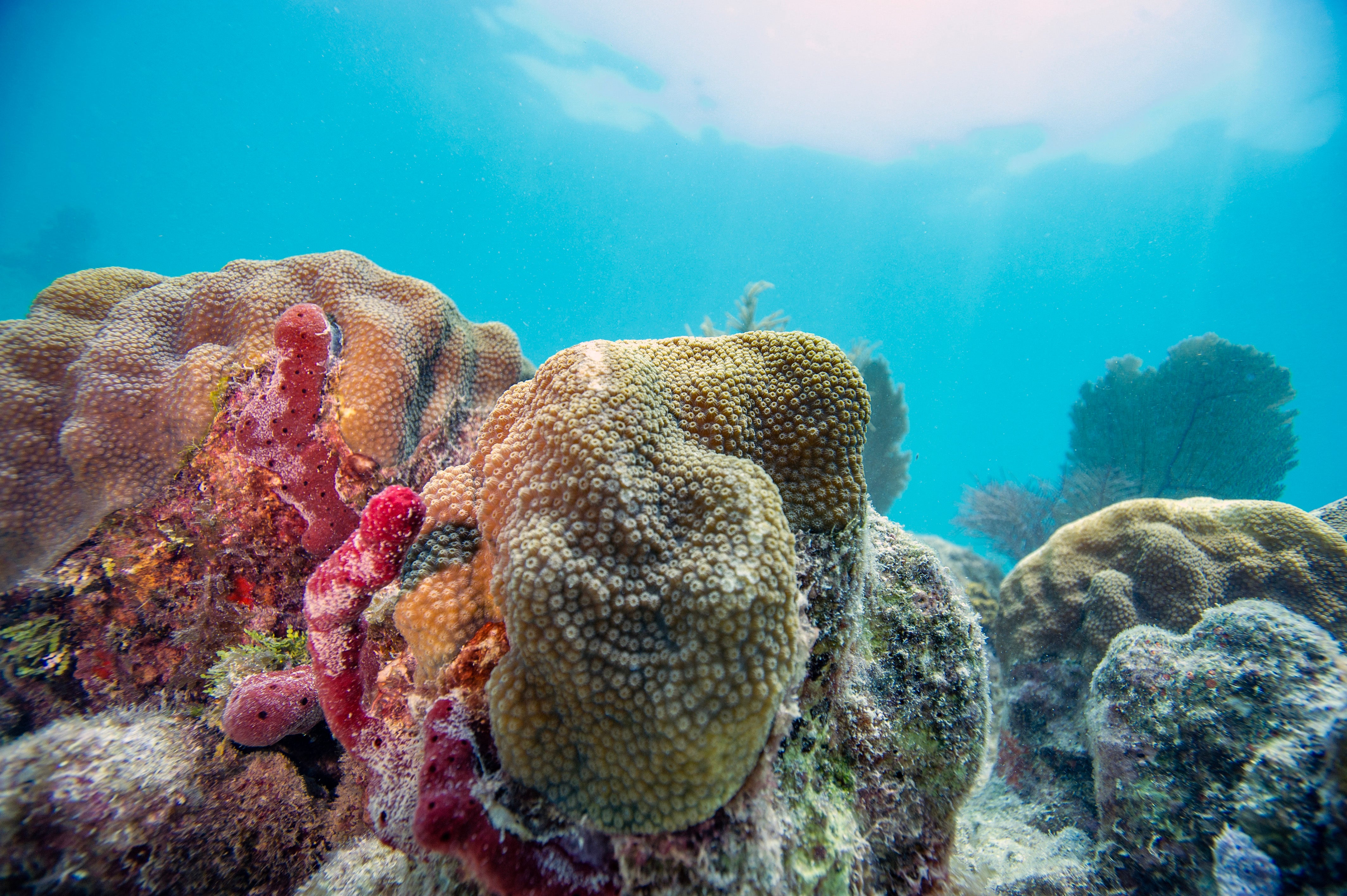 Un grupo de buceo emitió una advertencia a buceadores, practicantes de snorkel y navegantes para reforzar las medidas de seguridad
