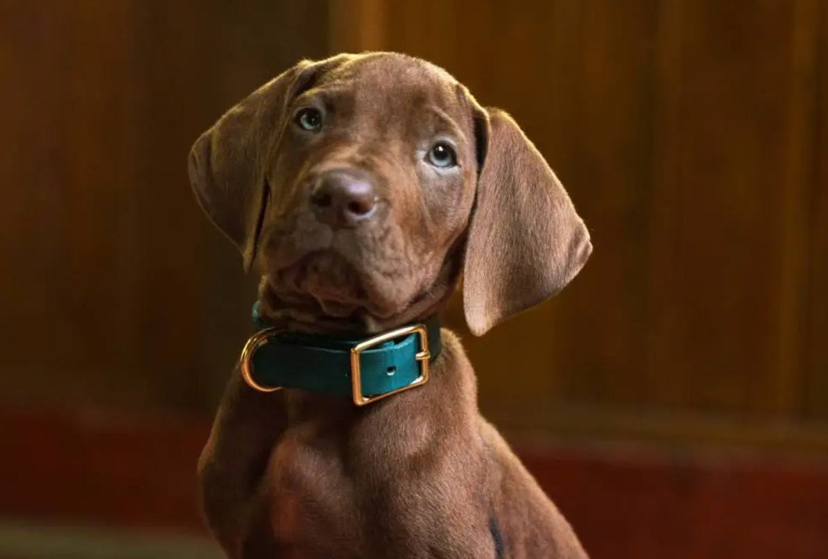 Fans de Scooby-Doo reaccionan al live-action de Netflix: “¿Y Scooby?”