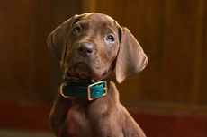 Fans de Scooby-Doo reaccionan al live-action de Netflix: “¿Y Scooby?”