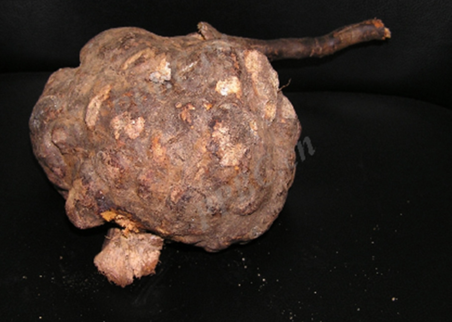 Raíz seca de ‘Polygonum multiflorum’