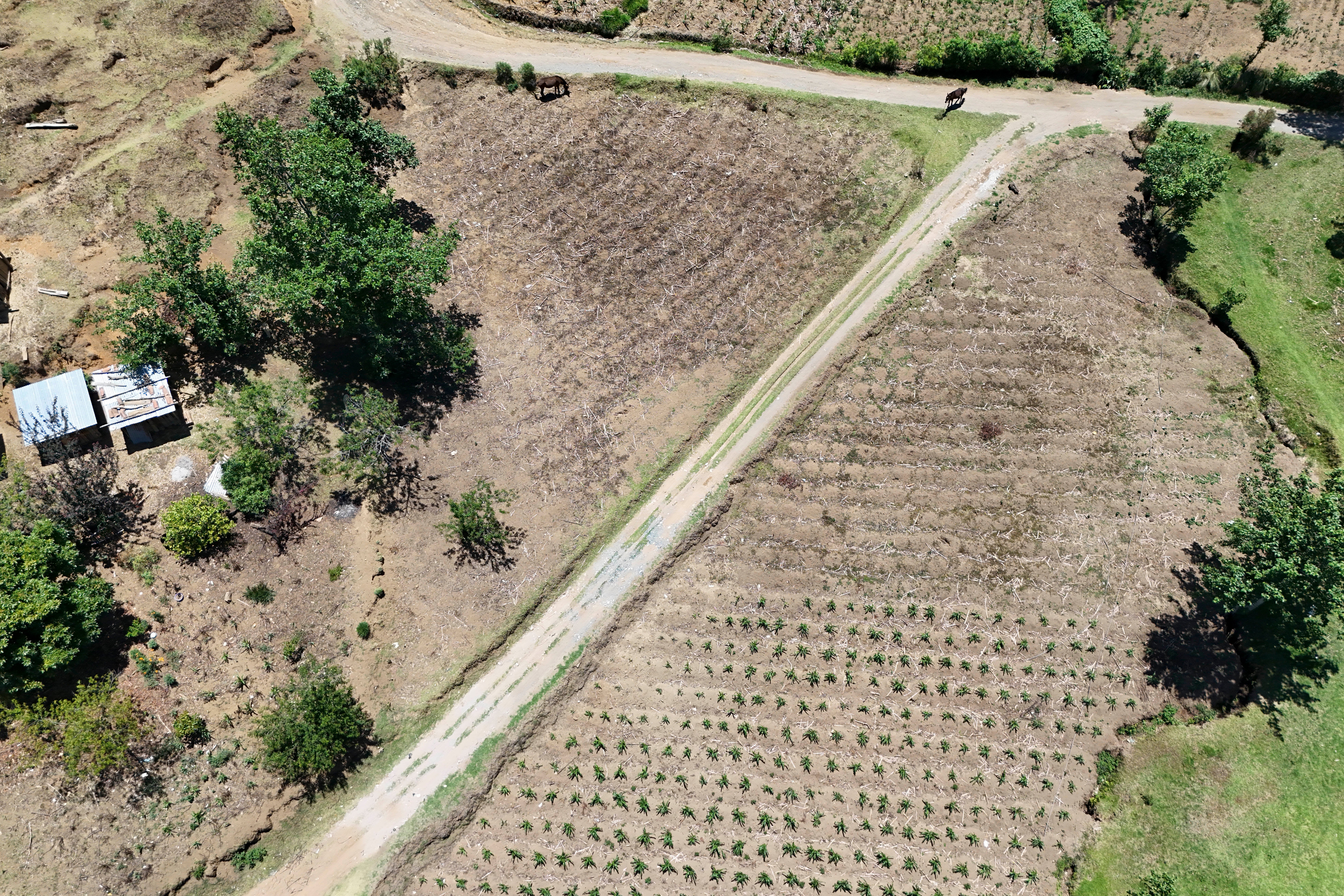 Vista aérea de un cultivo de maíz afectado por la sequía en la comunidad de Xetzac, en Cunen, departamento de Quiché, Guatemala, el 27 de mayo de 2026. A medida que la sequía se extiende por Cunen y las previsiones sobre el fenómeno de El Niño se vuelven cada vez más sombrías, un temor se apodera de los habitantes de esta aldea indígena del norte de Guatemala: “morir de hambre”