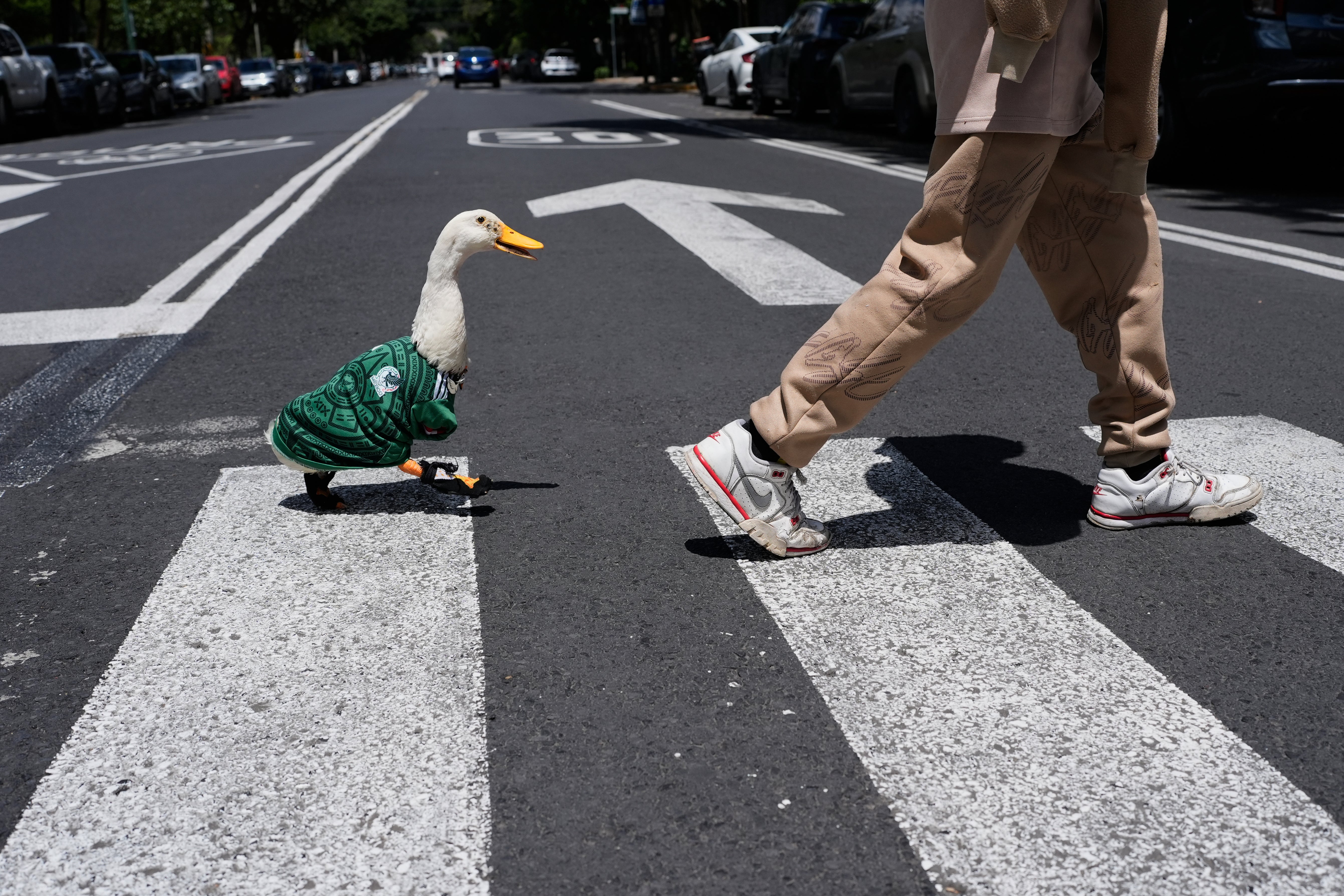 Conoce a Merlin, el pato habitual de las calles de Ciudad de México, ahora mascota del Mundial