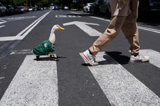 Conoce a Merlin, el pato habitual de las calles de Ciudad de México, ahora mascota del Mundial